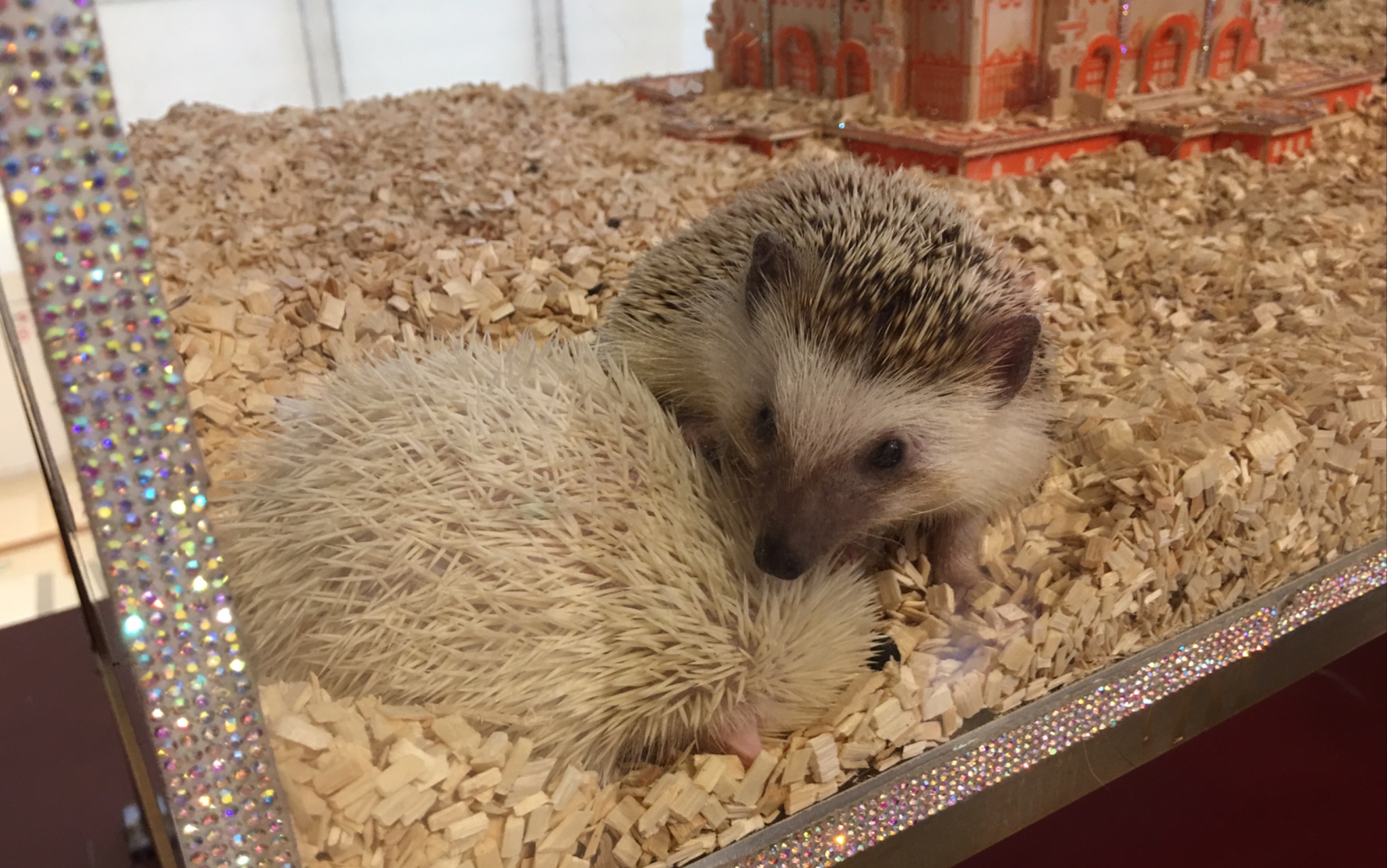 【非洲迷你刺猬】刺猬挠痒痒,不会扎到自己吗?