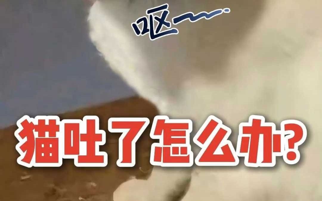 猫咪呕吐怎么办?不要慌,解决办法来了哔哩哔哩bilibili