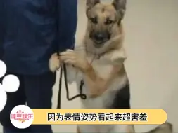 Video herunterladen: 宝宝，你是一只警犬诶，咋还这么放不开呀！