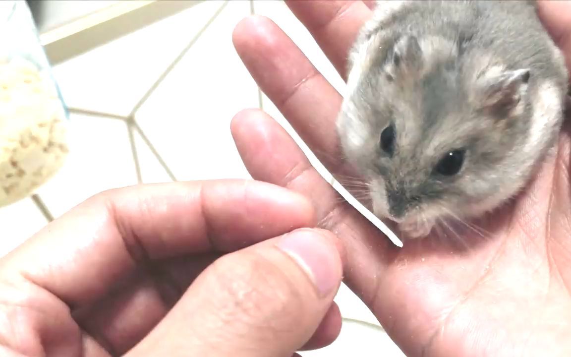 3只仓鼠嘴里塞满食物,还要主人抱着喂