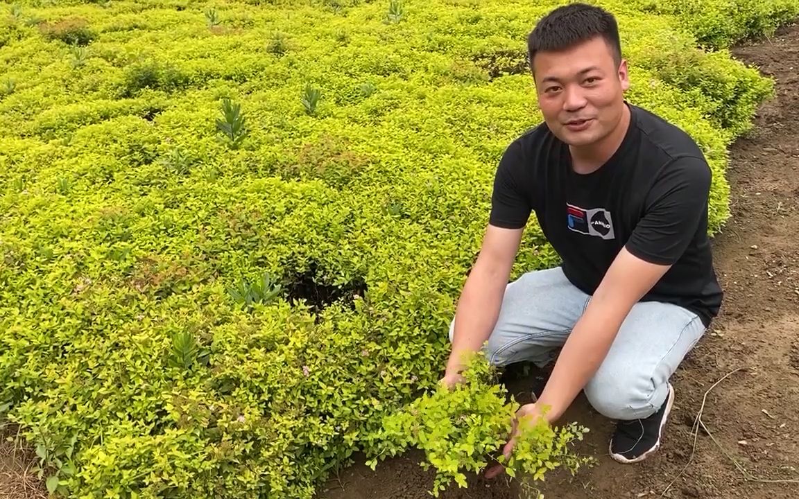 金山绣线菊 细弱型落叶灌木 低矮不长高 彩色苗木植物 园林优质色块苗木绿篱植物哔哩哔哩bilibili