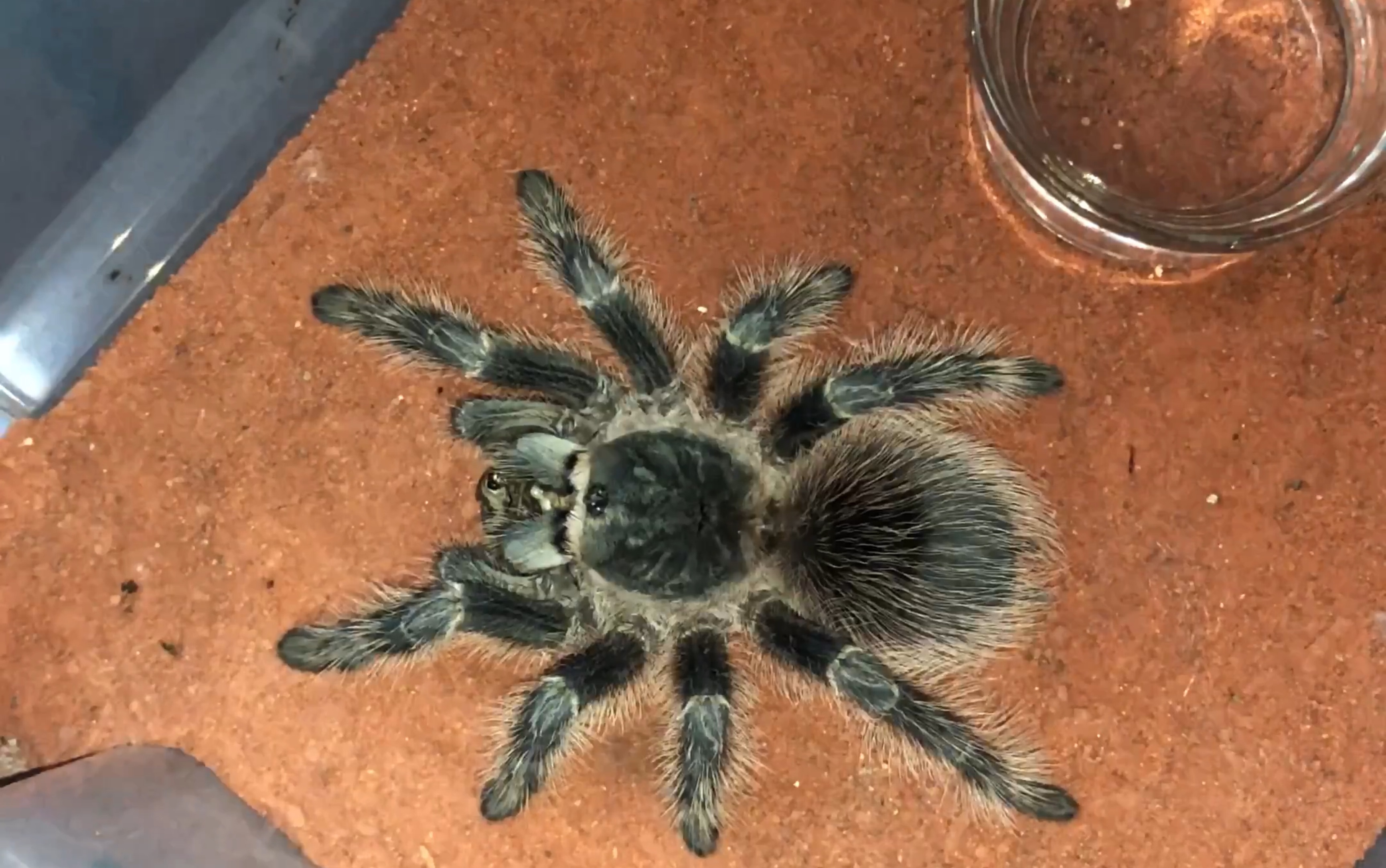 巴西火红 喂食_哔哩哔哩 (゜-゜)つロ 干杯~-bilibili