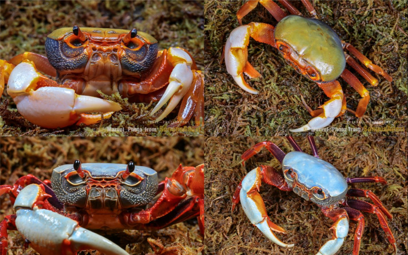 【果然-阿大西】-- 果绿南海溪蟹的开箱 一次成功的捡漏!