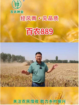 提升粮田粮食产量,促进粮农增收致富,助力乡村振兴,就种百农889 #百农889 #小麦 #小麦种子 #百农小麦 #增产增收才是硬道理 #三农哔哩哔哩bilibili