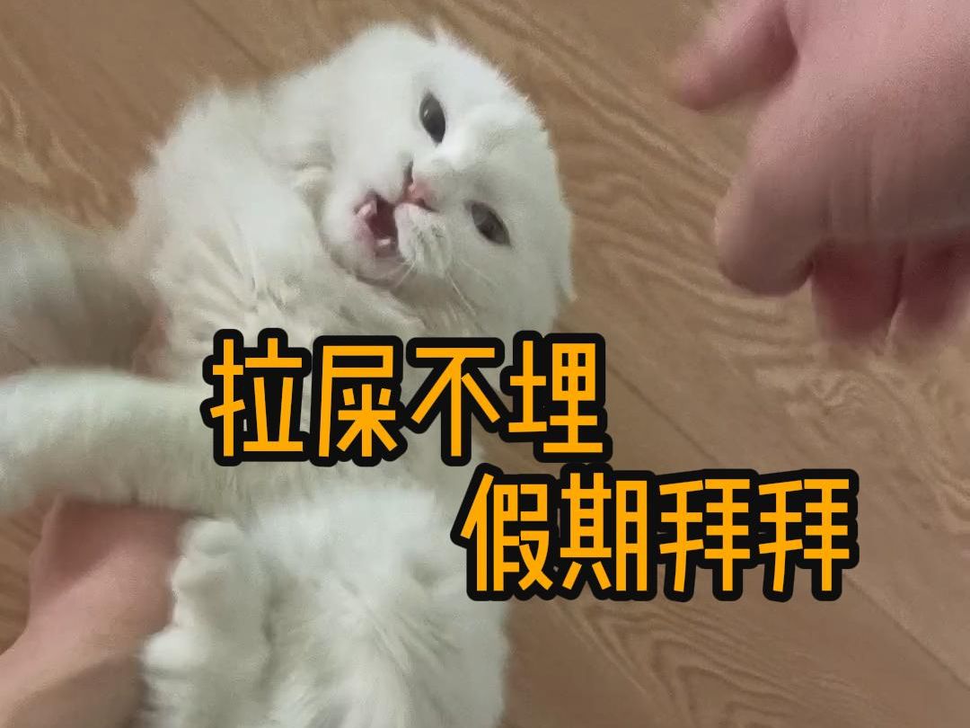 [图]【纯白狮子猫】养猫劝退大法好，猫带粑粑满屋跑