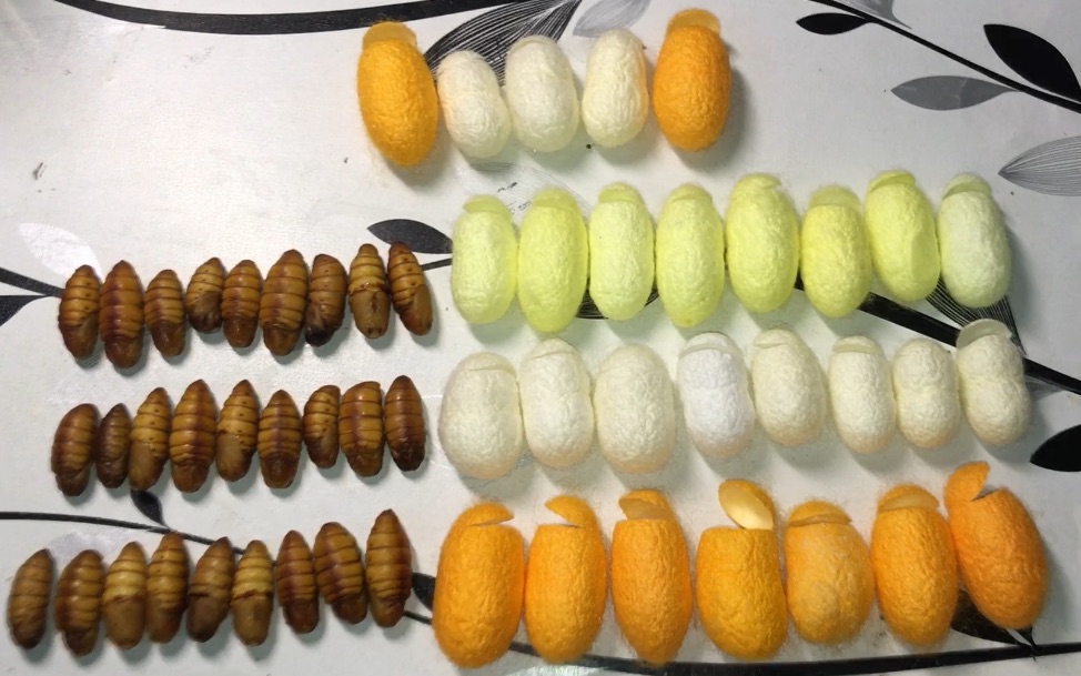 切开彩色蚕茧取出性感的蚕蛹手感巨爽切到上瘾