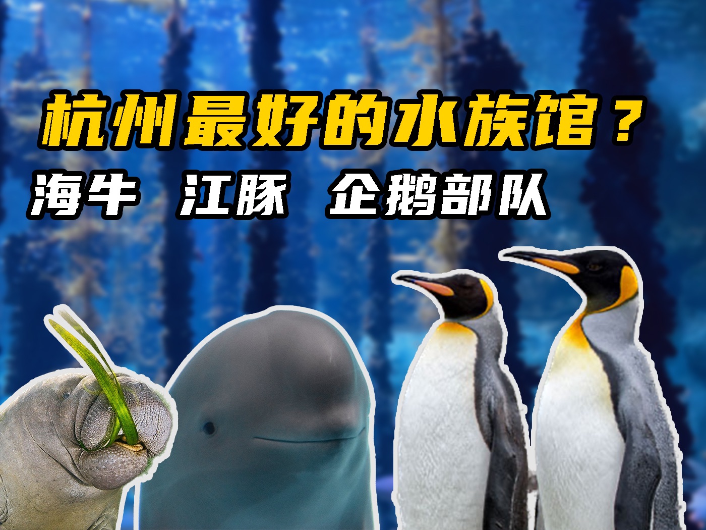 杭州最好的水族馆?探访杭州长乔极地海洋公园!哔哩哔哩bilibili