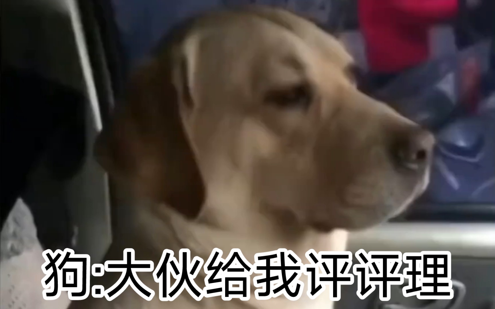 狗:大家来评评理,老子无语死了.