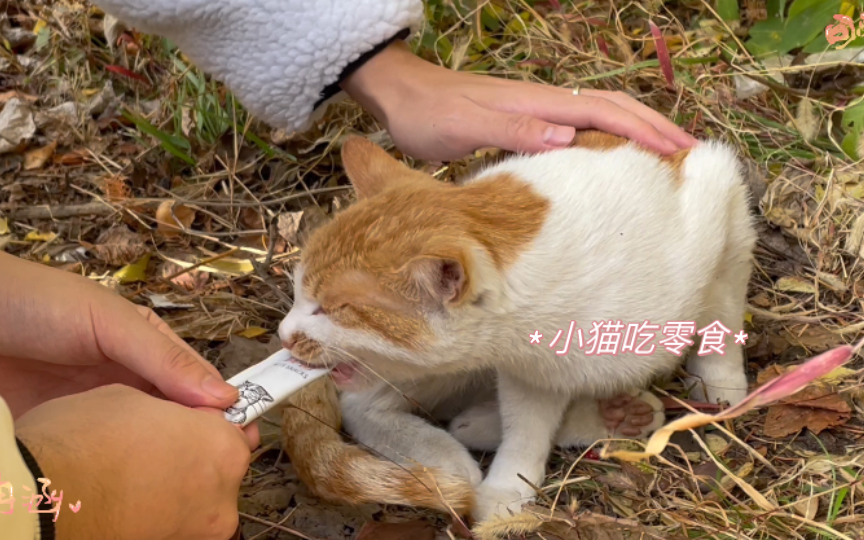 [图]小 猫 吃 零 食