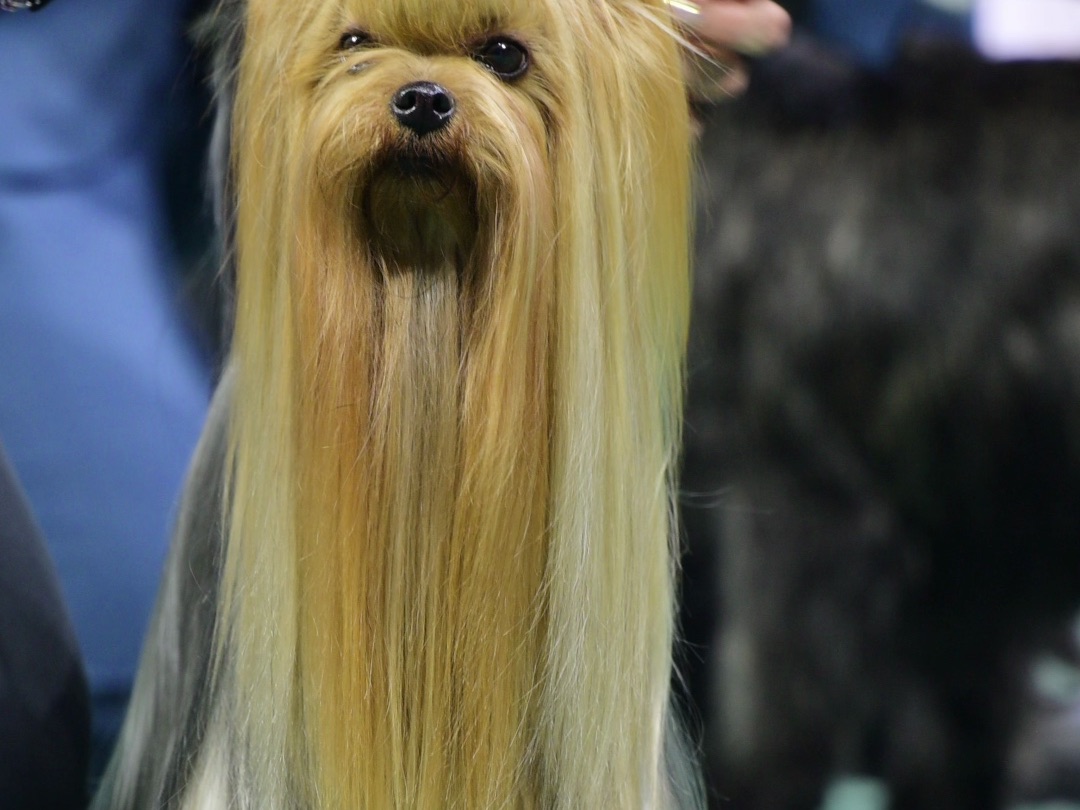 仙气飘飘的约克夏