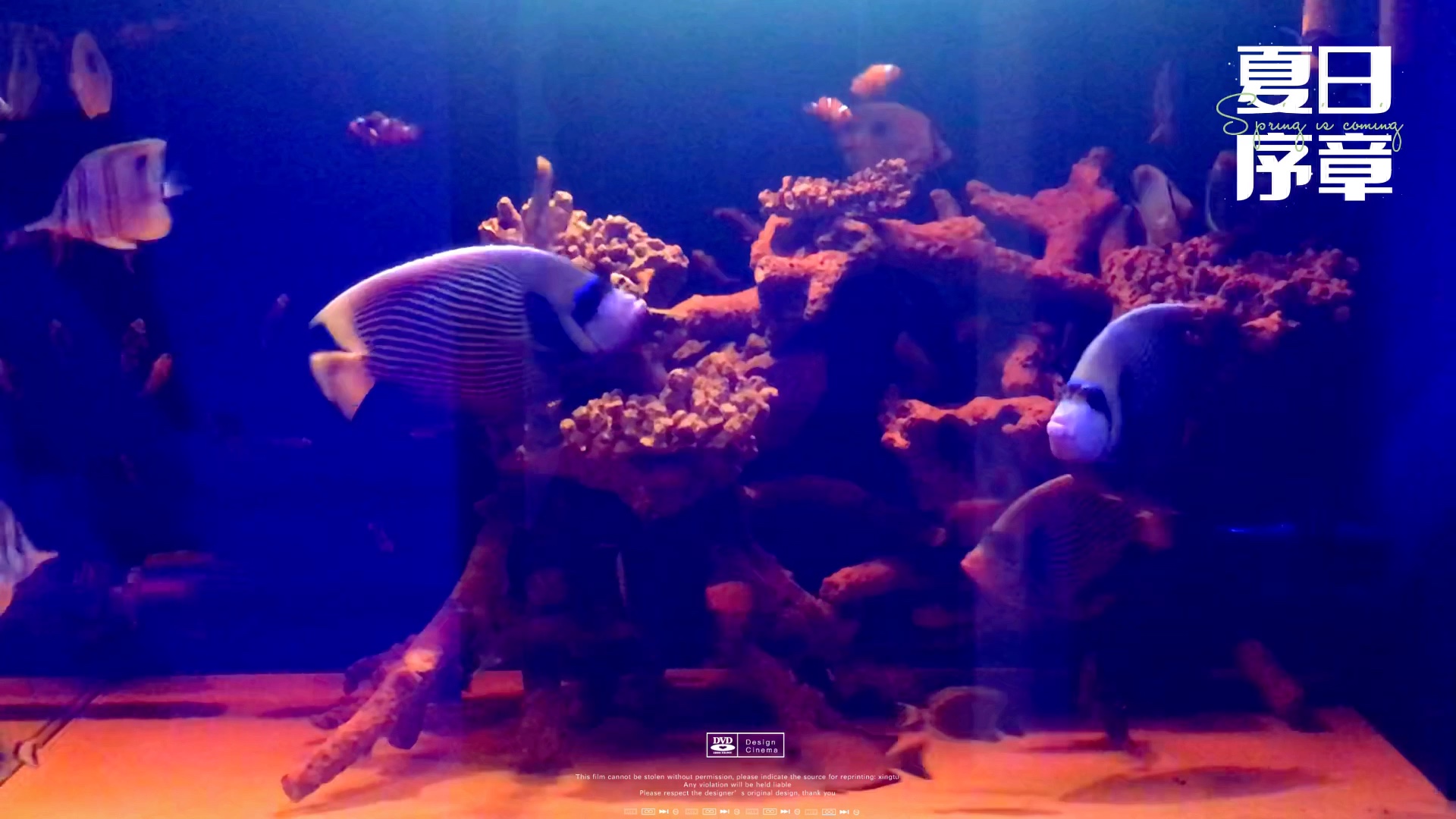 海缸fot造景系列-7