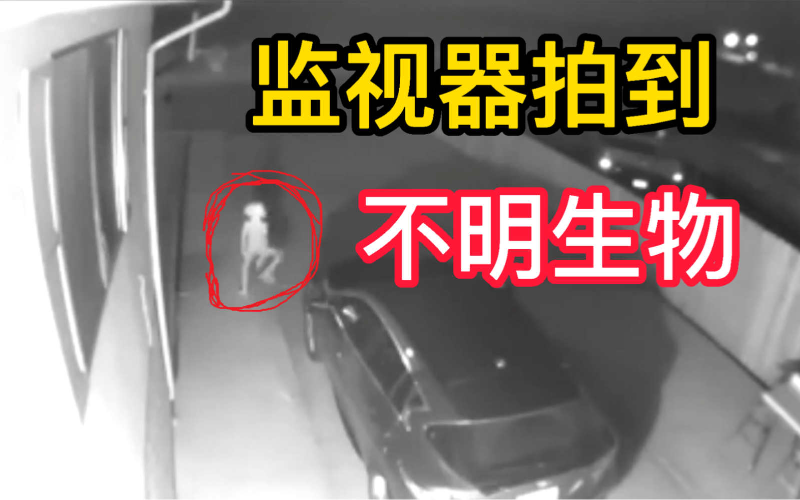 监视器拍到不明生物
