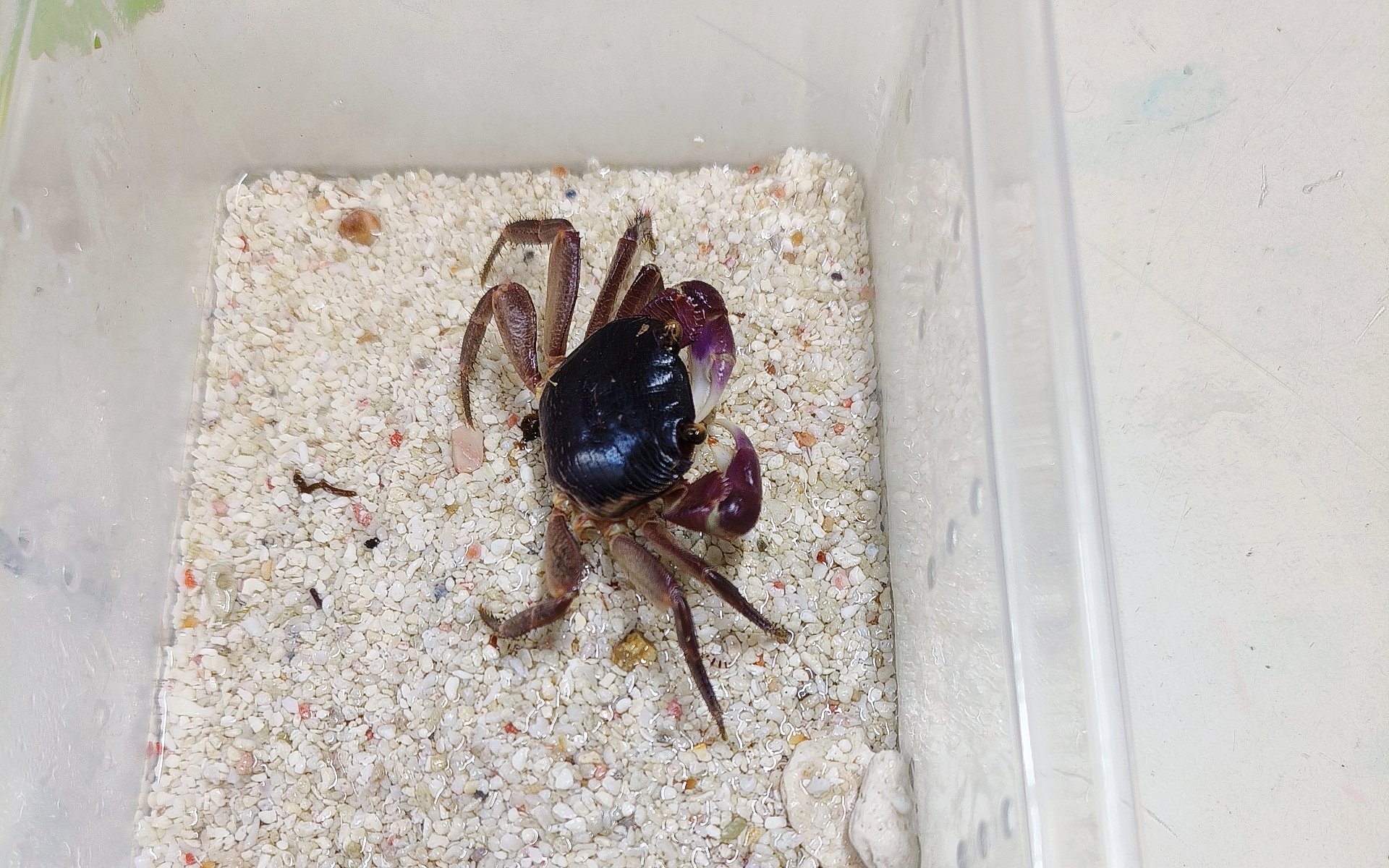 新到的格雷陆方蟹