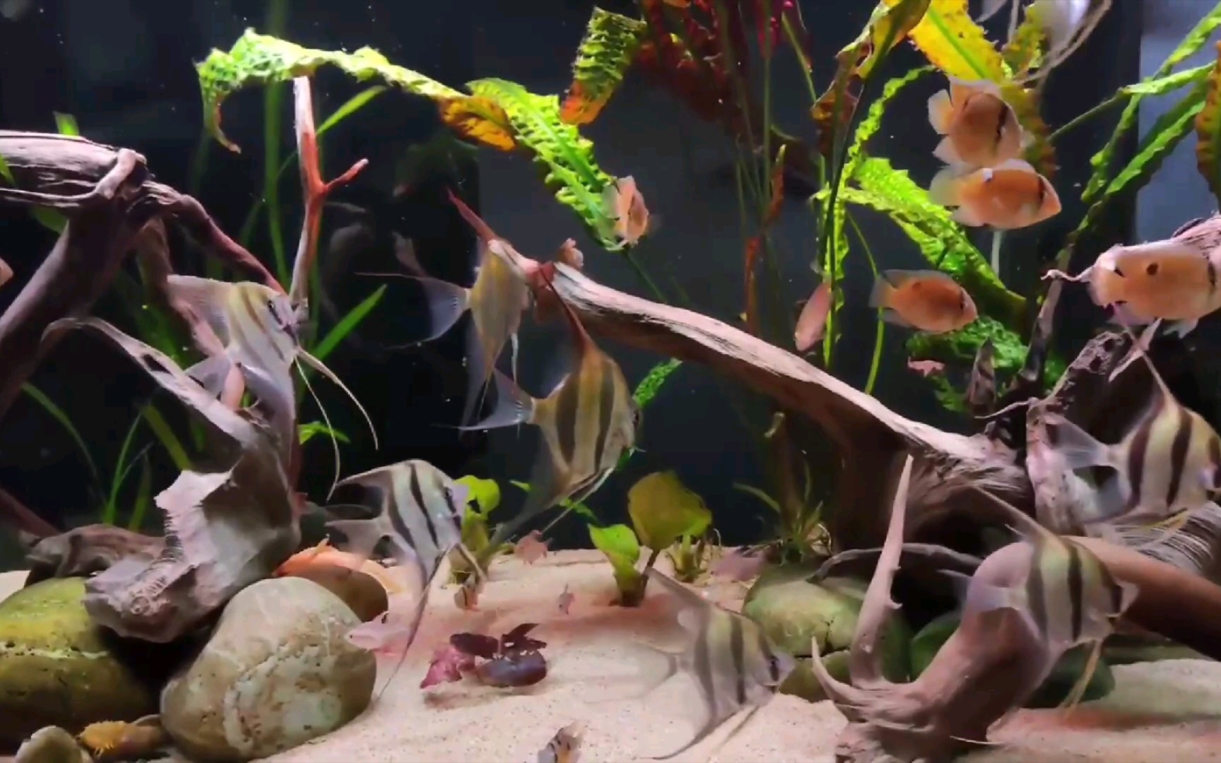 满满一缸鱼赏心悦目