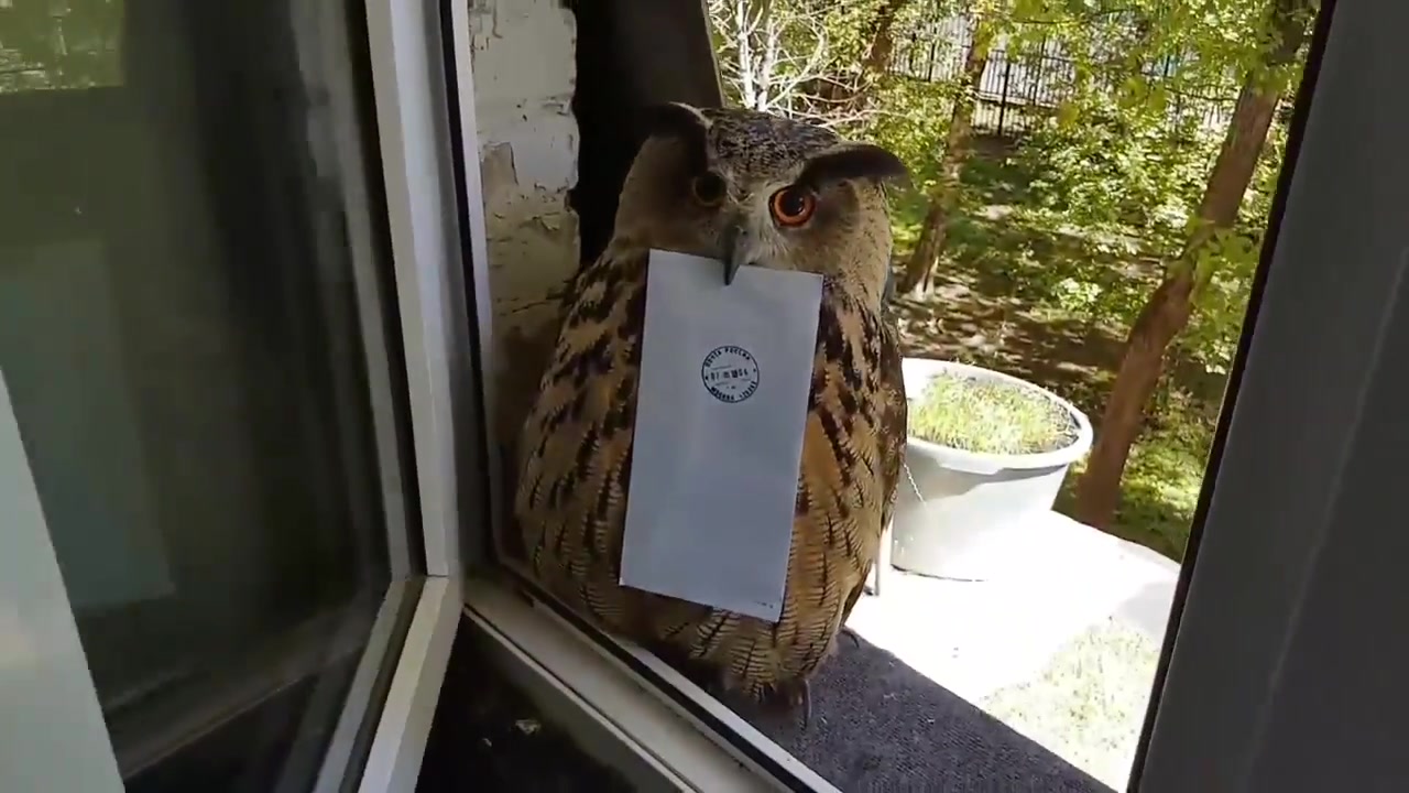 猫头鹰"送信"却不松口,难道没给"邮费"?其实另有玄机