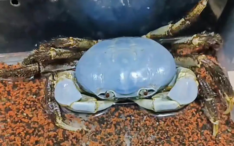 巨型图氏蟹怎么养图片