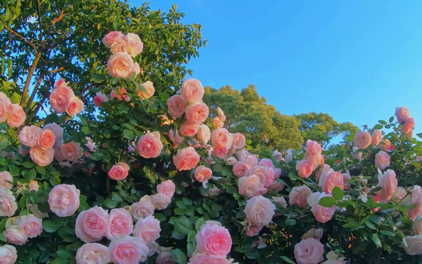 [图]“风很温柔 花很浪漫”