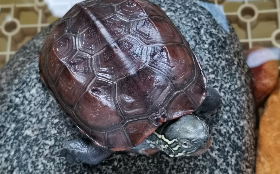 小乌龟托托的脑炎治好了,希望这个视频能给