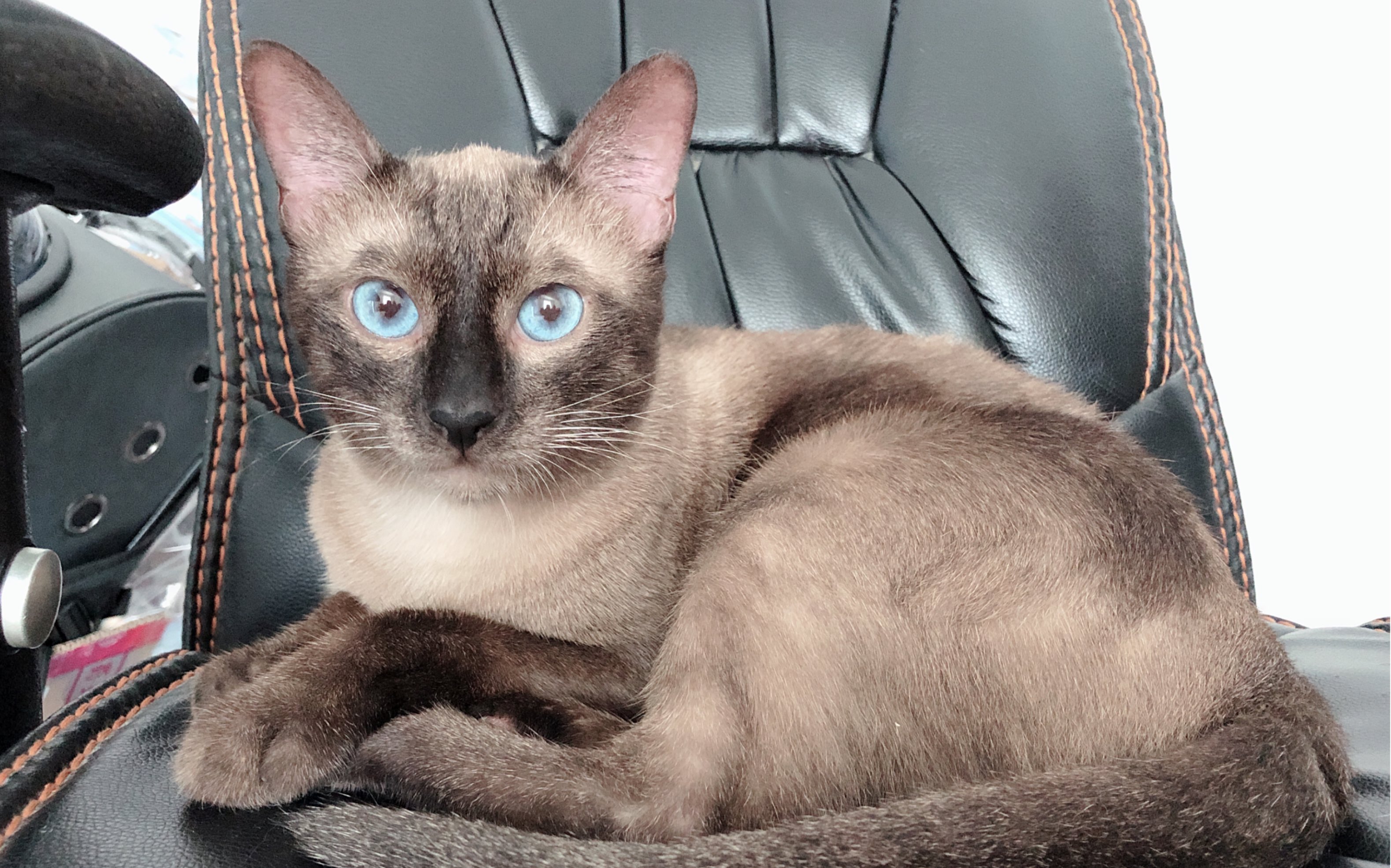 【布偶猫】【暹罗猫】留香和七宝大哥,有好次的哦～七宝大哥首出镜