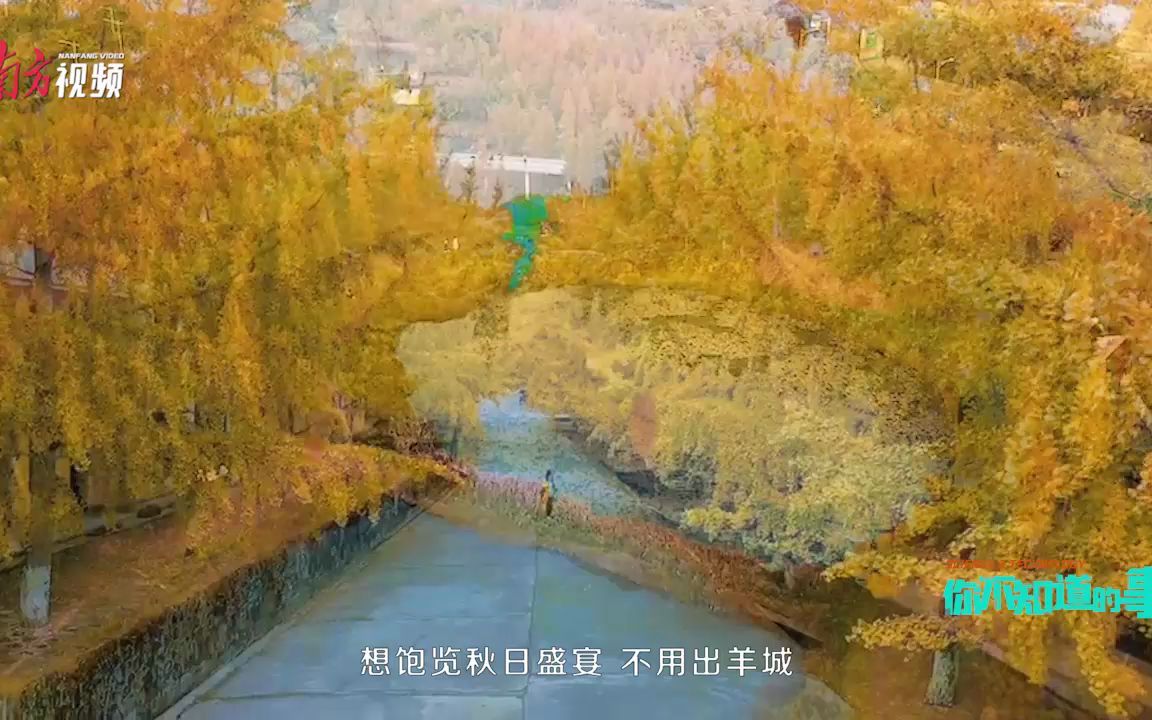 谁说广东没秋天?你不知道的广东秋色都在这里!| 你不知道的事哔哩哔哩bilibili