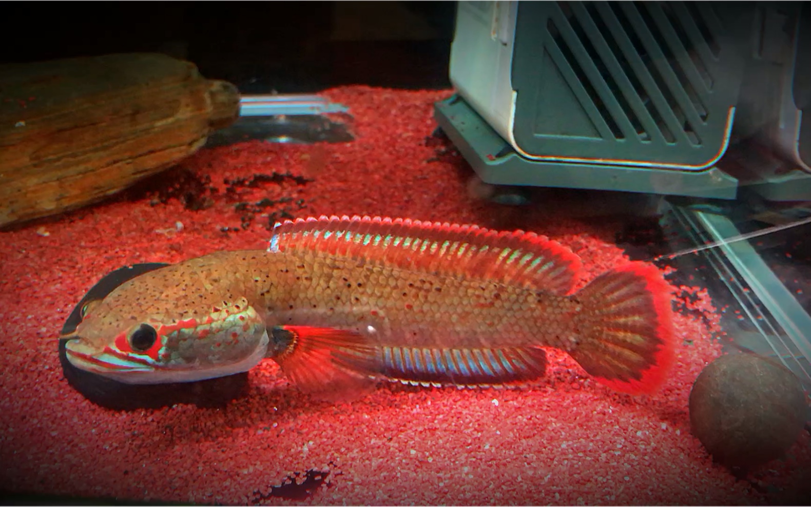 血一雷龙血斑一型