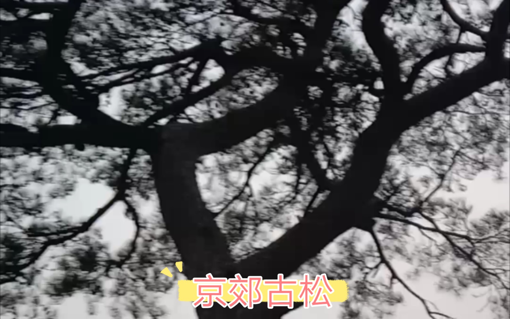 京郊古松哔哩哔哩bilibili