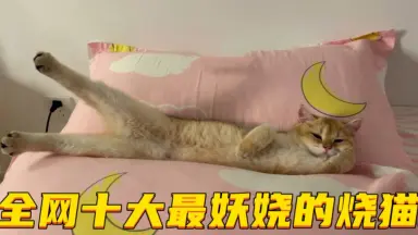 妖艳小猫-哔哩哔哩_Bilibili 妖艳小猫-哔哩哔哩_Bilibili