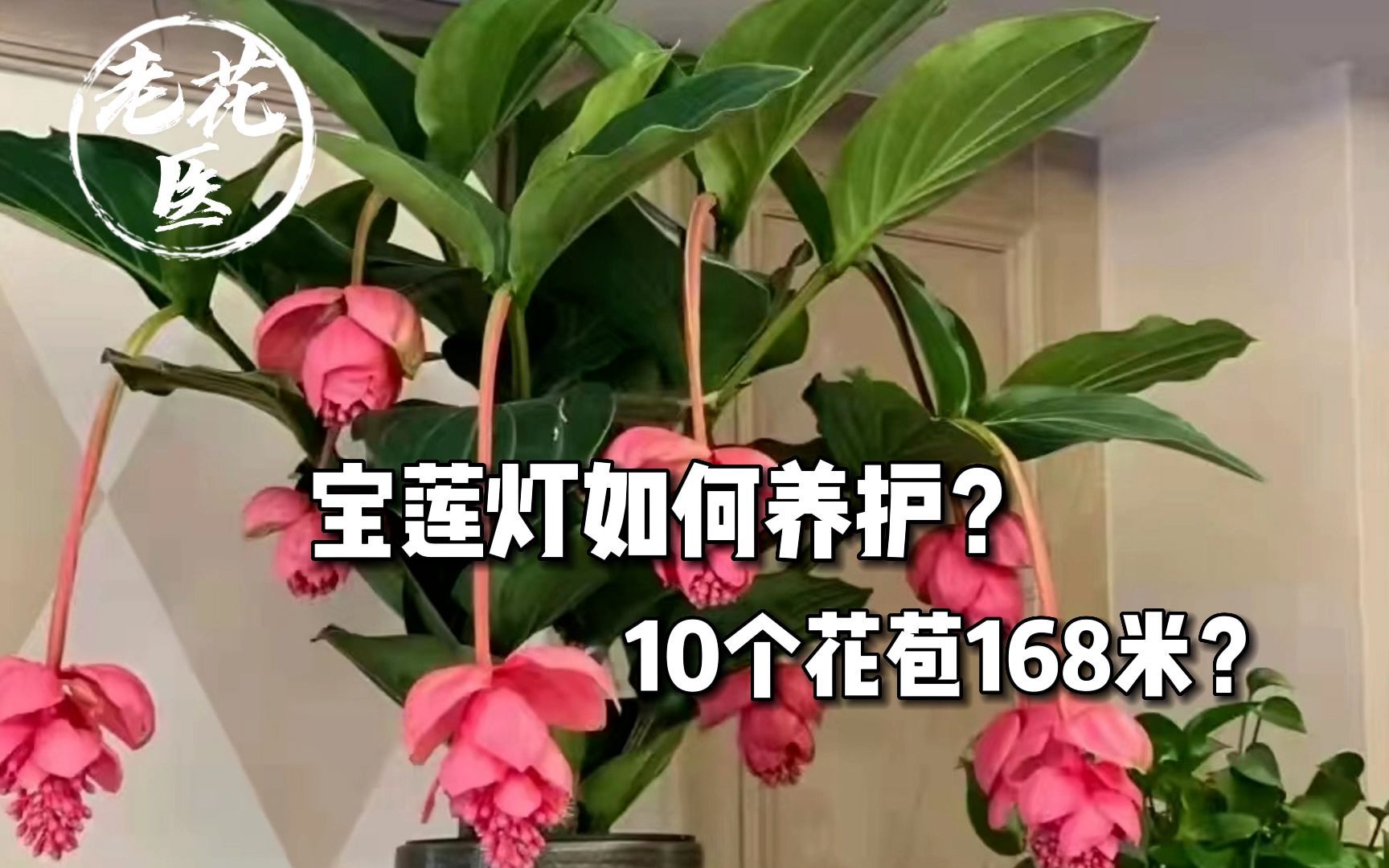 [图]宝莲灯如何养护？10个花苞只需168米？