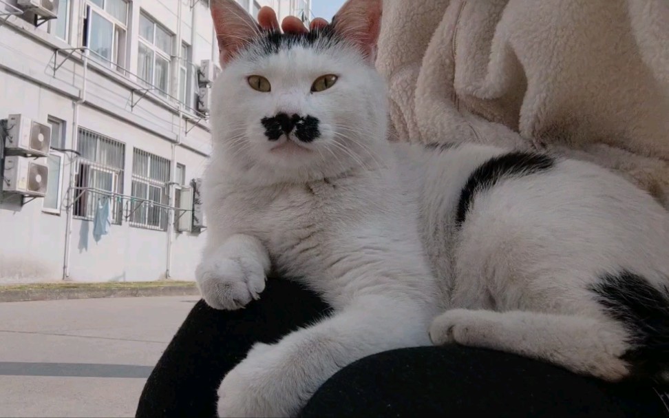 活动  【文汇猫坪】大佐脸皮真厚,就知道找漂亮的小姐姐抱