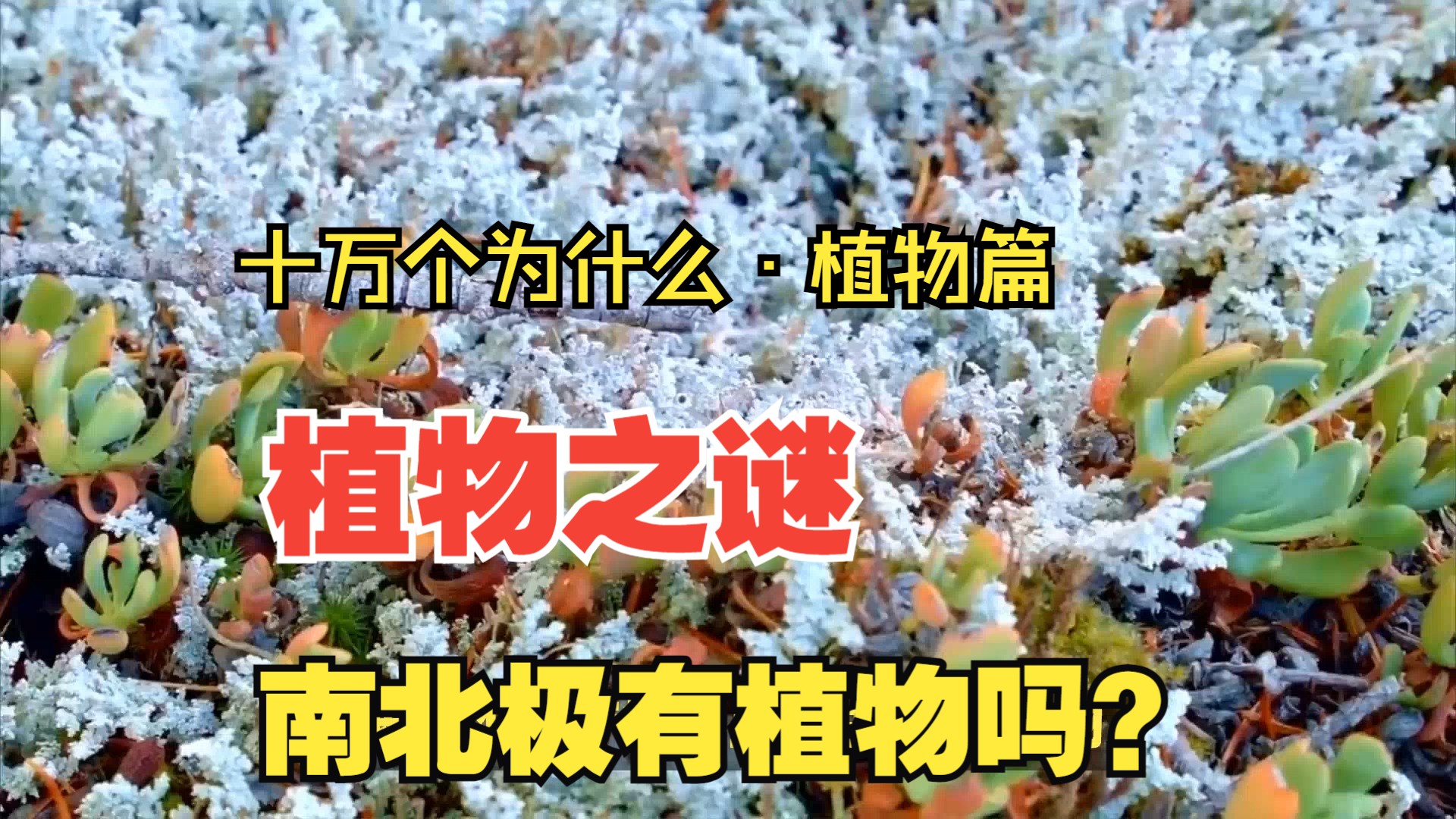 "——十万个为什么·植物篇