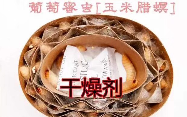 【葡萄蜜虫】适合各种两栖爬虫作为开口粮...哔哩哔哩bilibili