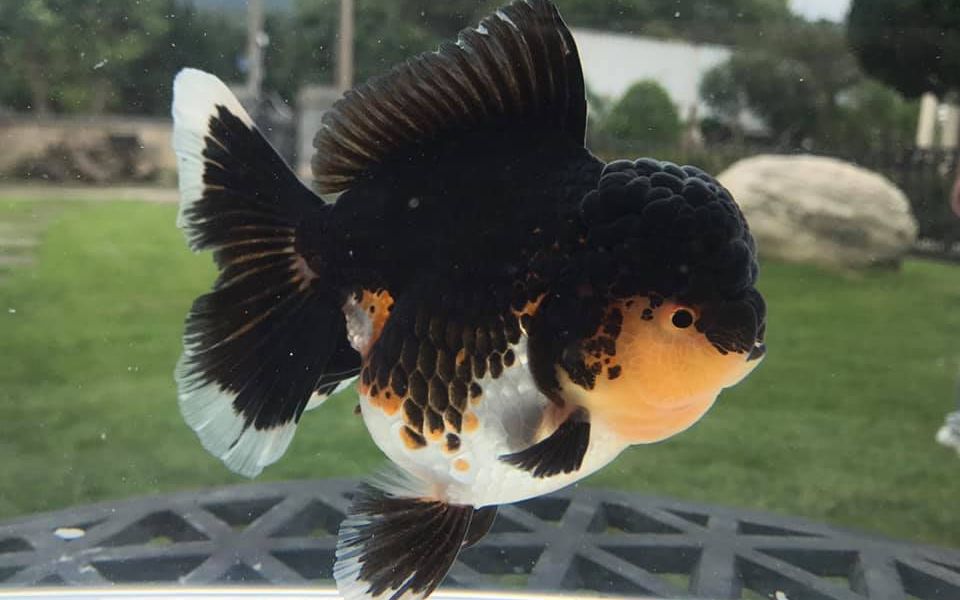 精品泰狮金鱼,花色上黑下白,是不是能叫它乌云盖雪了