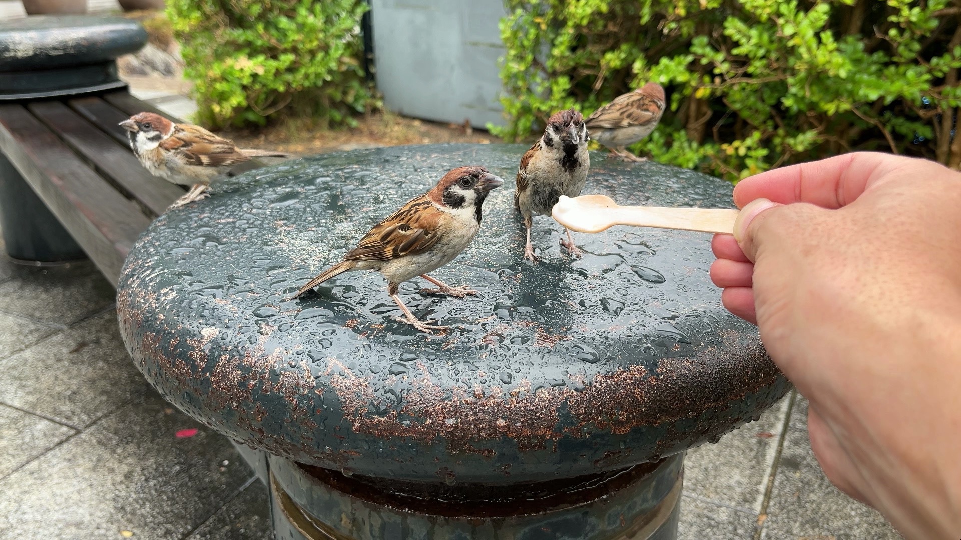 平生头一次遇到野生麻雀过来讨食,近距离喂冰淇淋.哔哩哔哩bilibili