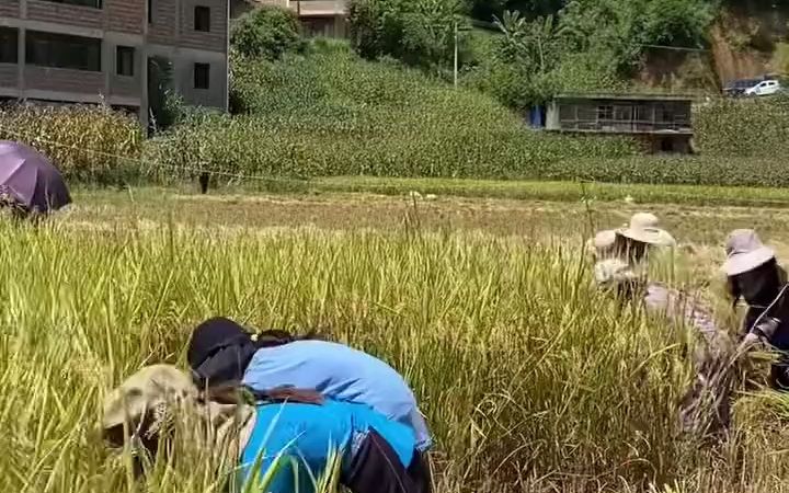 [图]【乡野生活】“谁知盘中餐，粒粒皆辛苦”大概只有真正经历过才深有体会吧！