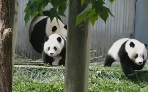 下载视频: 地震来临，熊猫妈妈让宝宝先跑，自己殿后