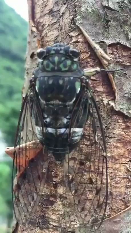 [图]近距离观察蝉鸣