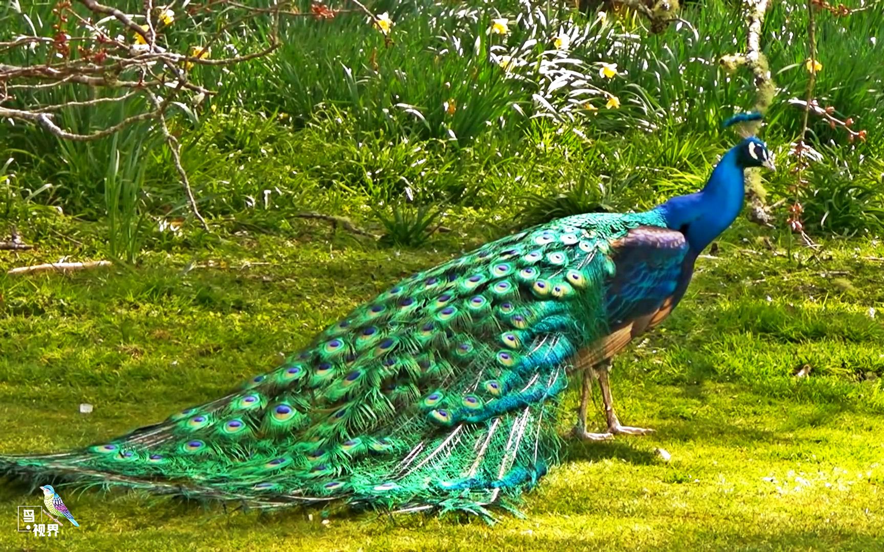 孔雀舞尽显荣耀,看这孔雀开屏优雅高贵,感谢大自然的万种风情!