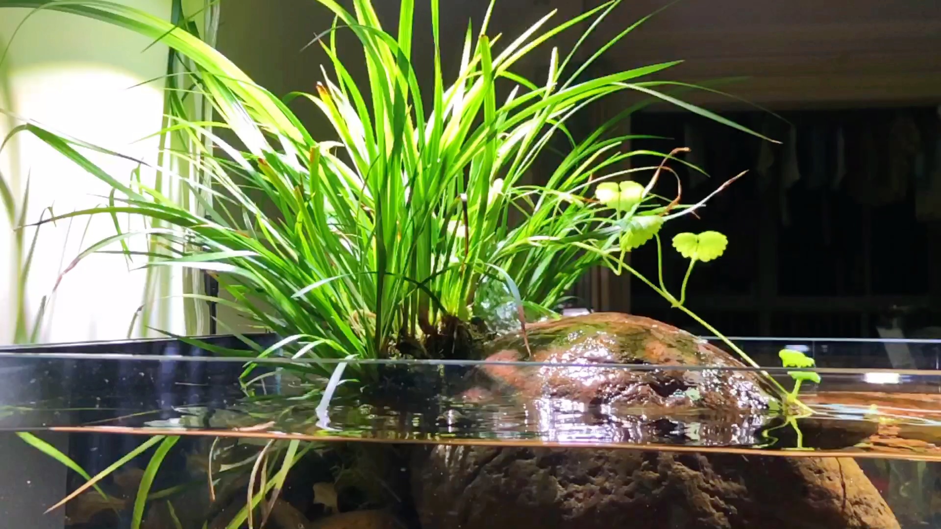 原生龟缸石菖蒲牢牢的附在了石头上