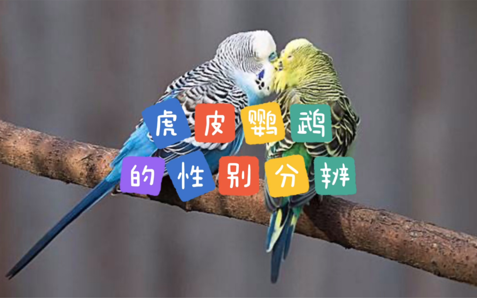 虎皮鹦鹉的性别分辨