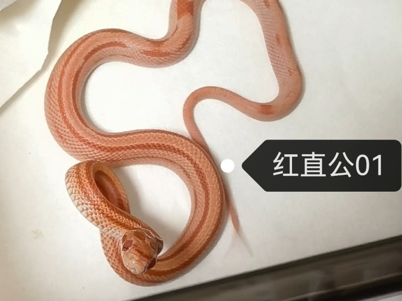 红直牛直系列玉米蛇