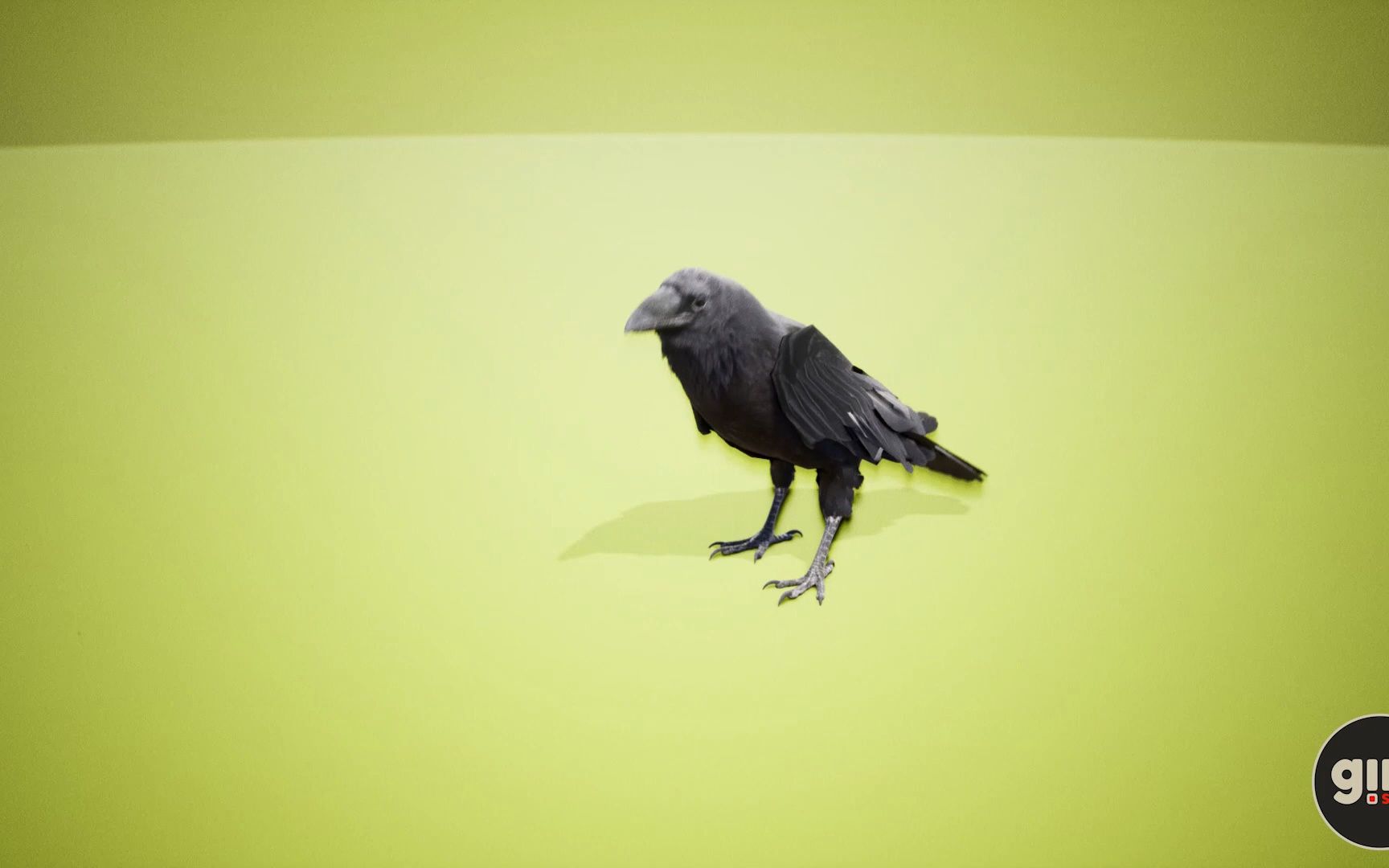 [图]【UE4/5】乌鸦 Animalia – Raven