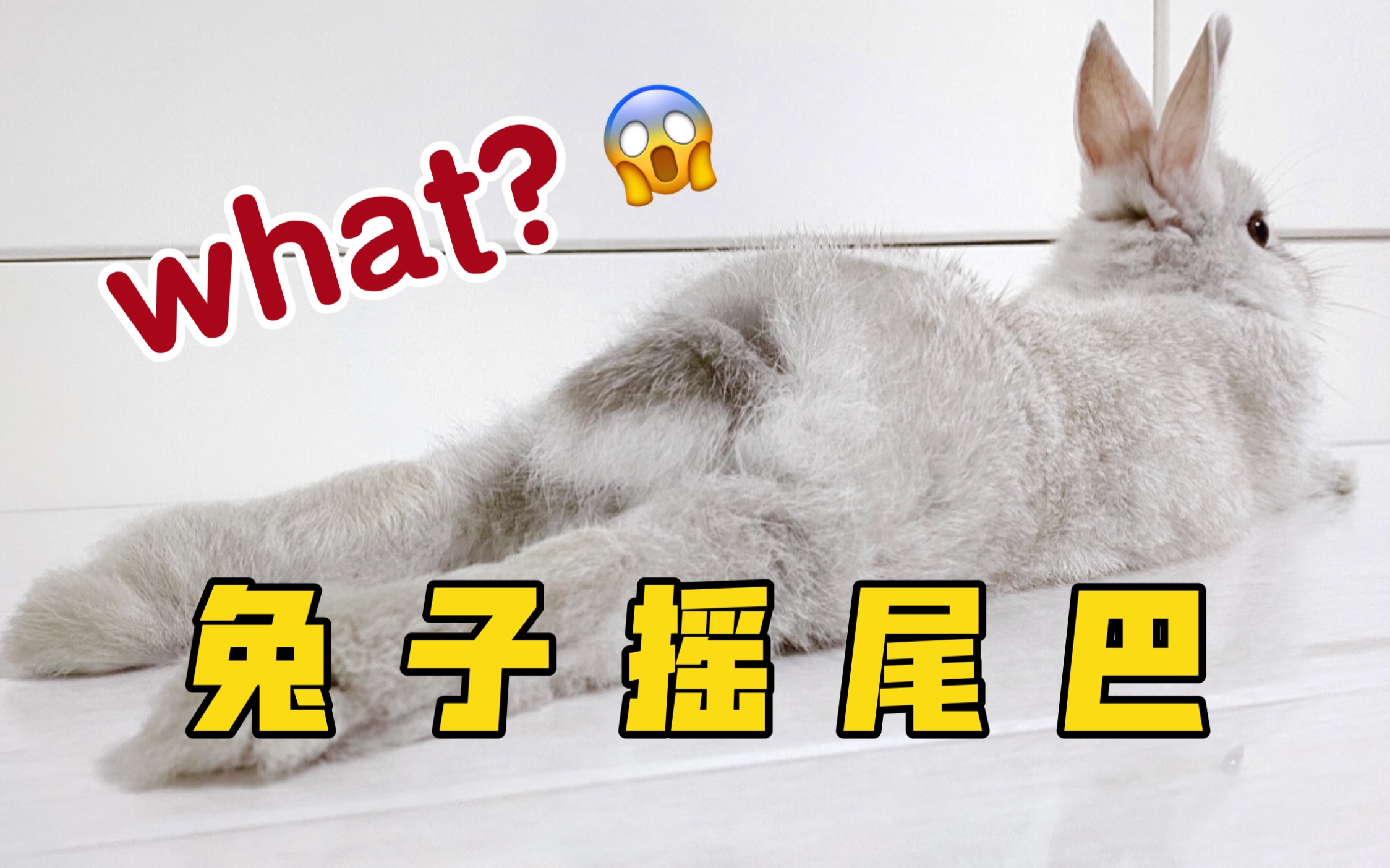 【冷知识】兔子开心了居然也会摇尾巴?