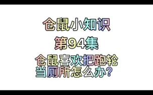 Tải video: 仓鼠小知识第94集：仓鼠喜欢把跑轮当厕所怎么办？