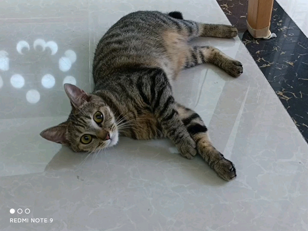 狸花猪の日常