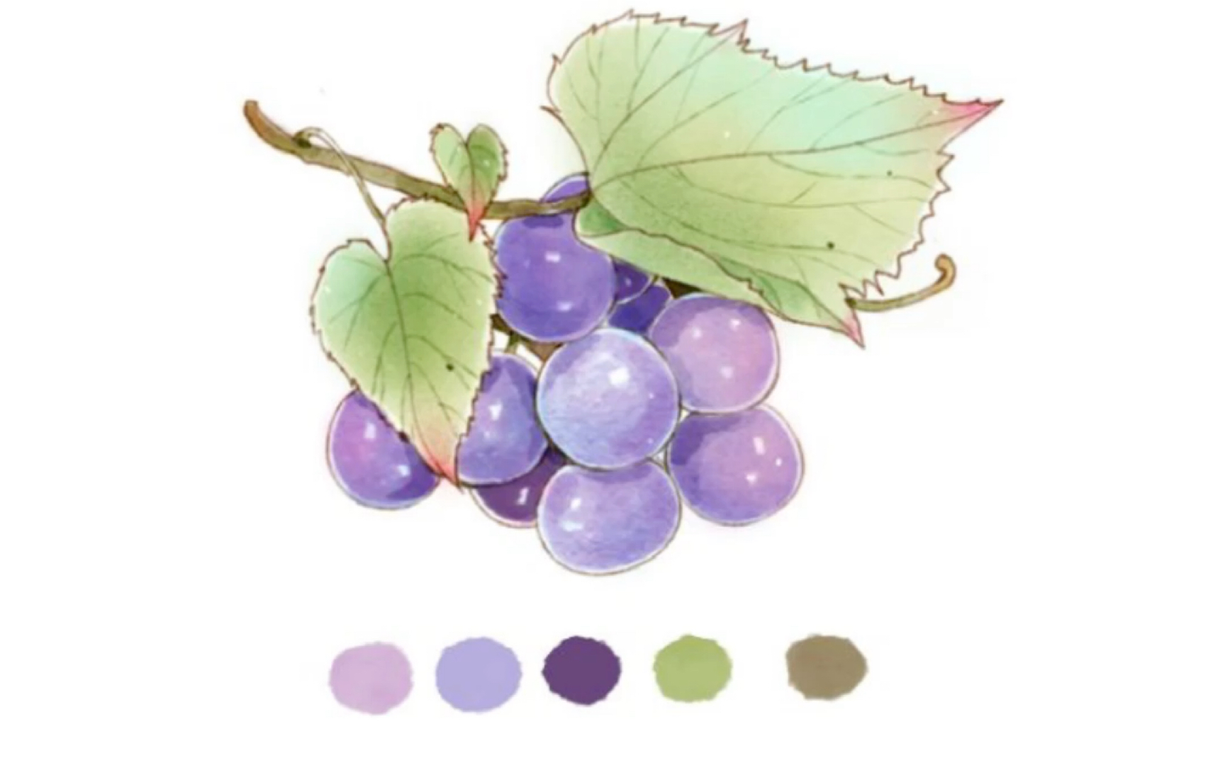 ps水彩植物手绘教程