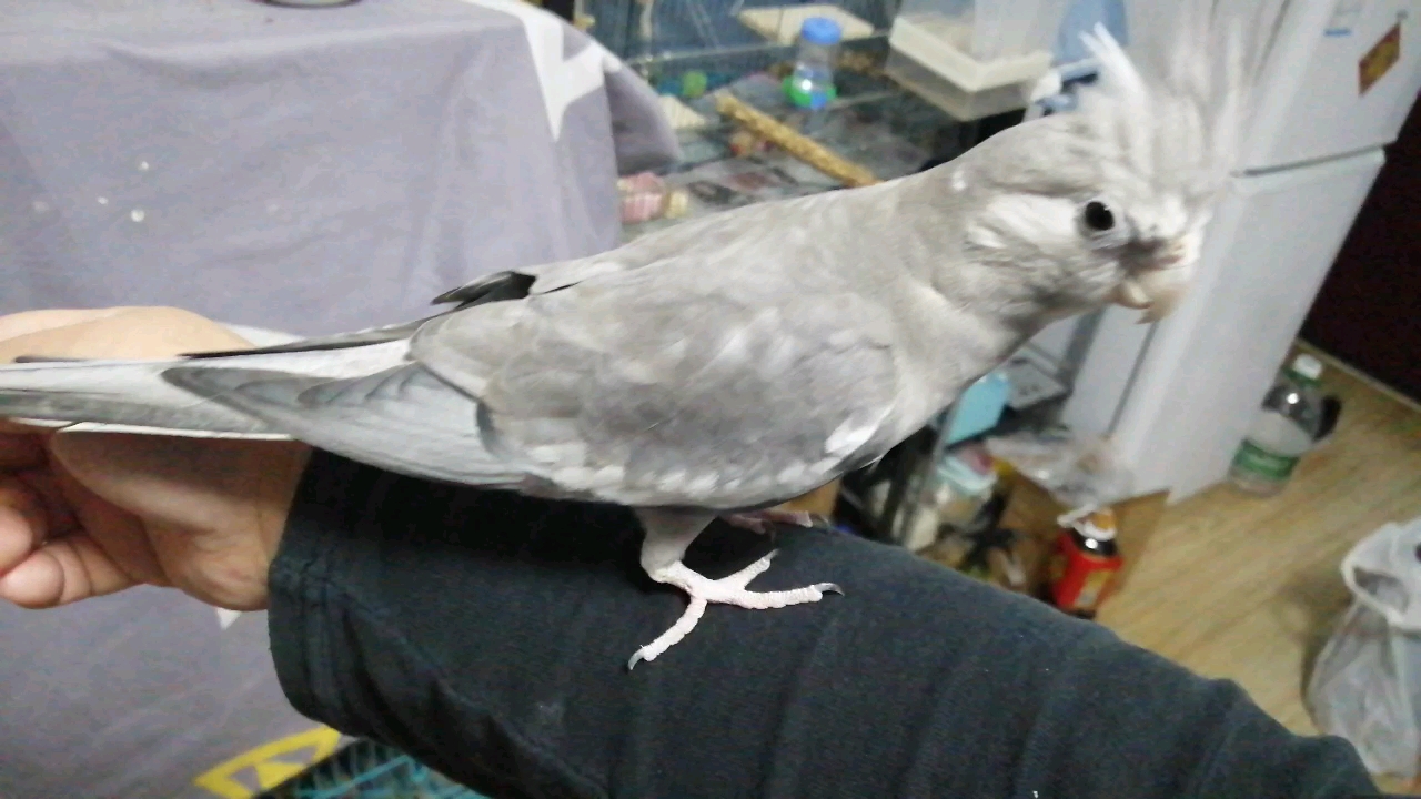 【玄凤鹦鹉】黑巧"独家"飞手技能