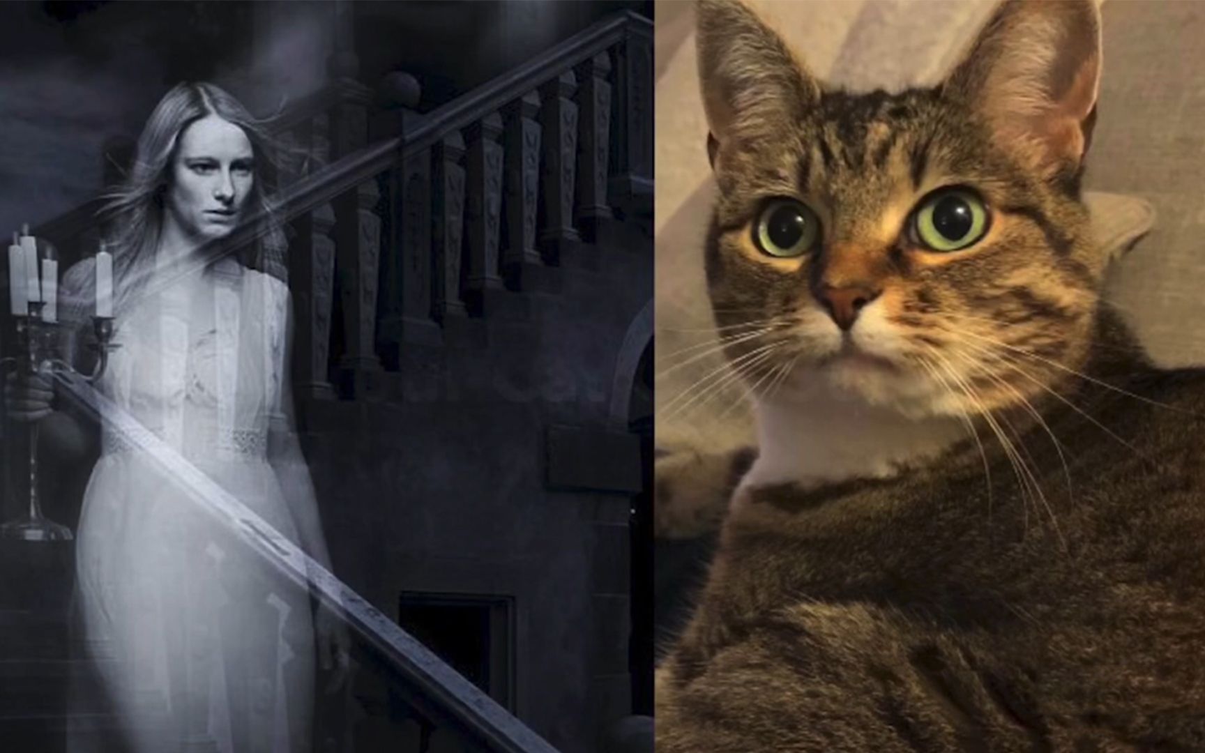 梦到鬼是一只猫，探索梦境中的神秘与隐喻