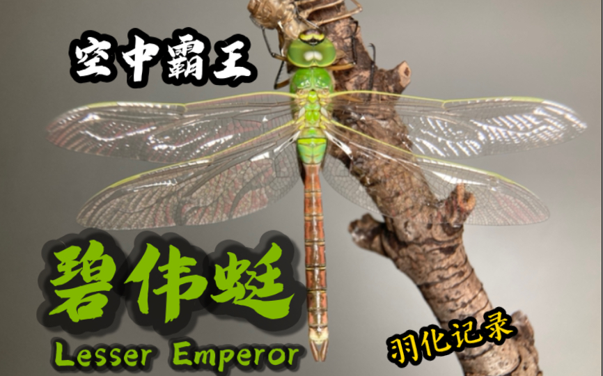 空中霸王的蜕变——碧伟蜓(Anax parthenope)羽化哔哩哔哩bilibili