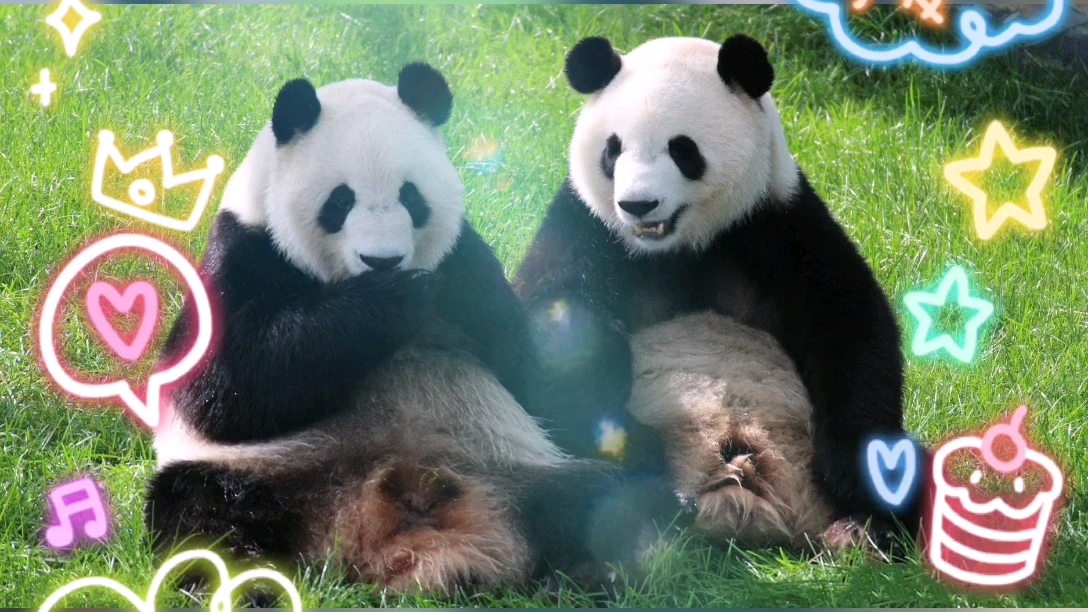 【大熊猫七巧,七喜】奇福的两个大胖闺女,巧喜姐妹花今天6岁啦