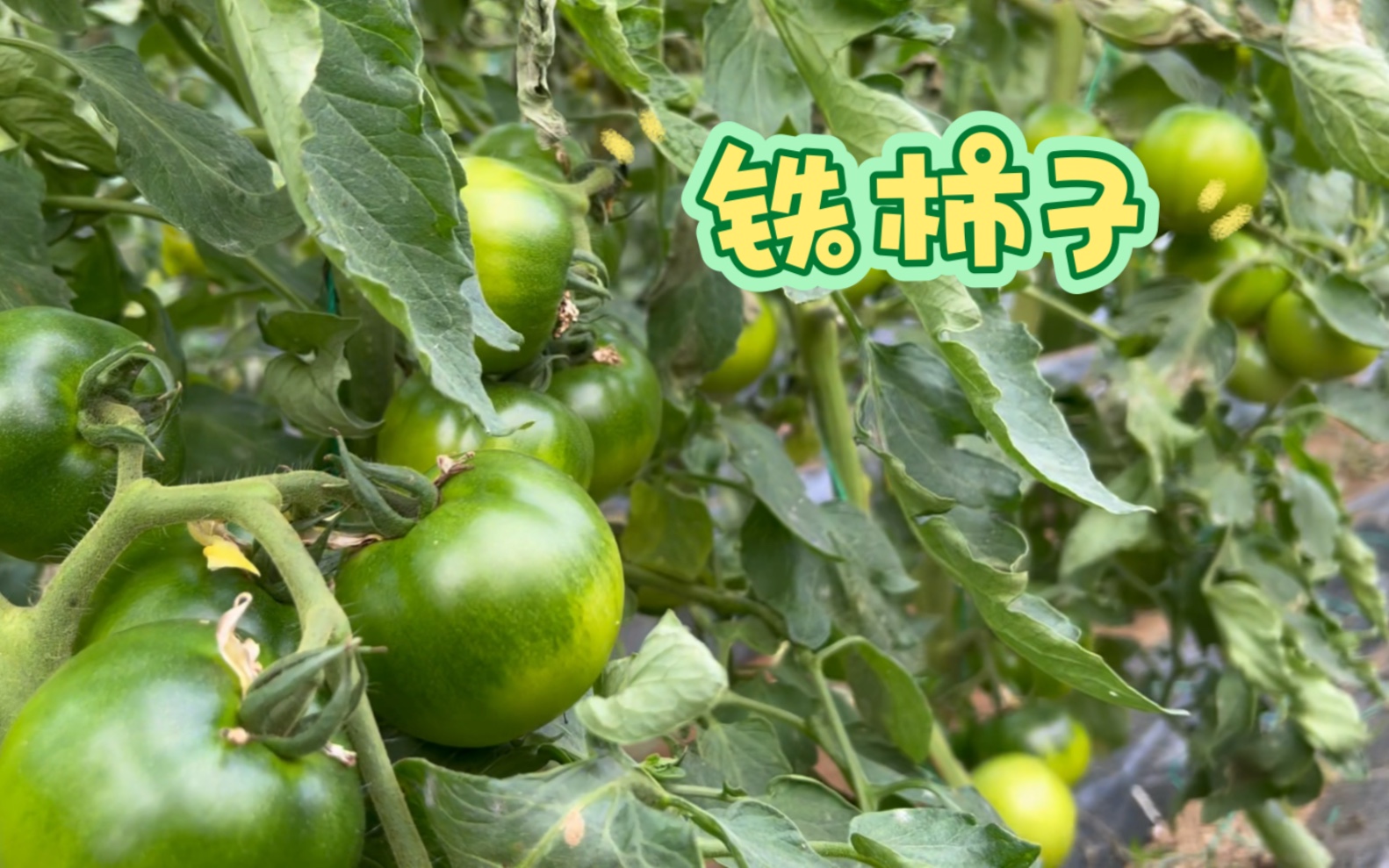 东北特色大连铁皮柿子也叫绿腚柿子因为果柄那有绿色花纹